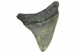 Juvenile Megalodon Tooth - North Carolina #362955-1